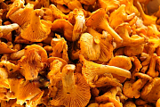 В грибах Гомельщины зафиксирован высокий уровень радиации
